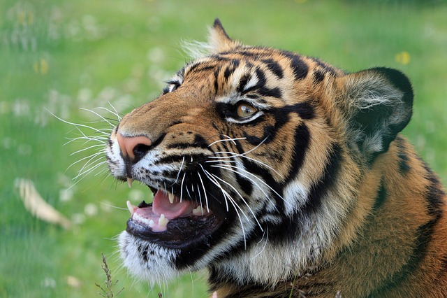 Du trenger ikke drive en dyrepark